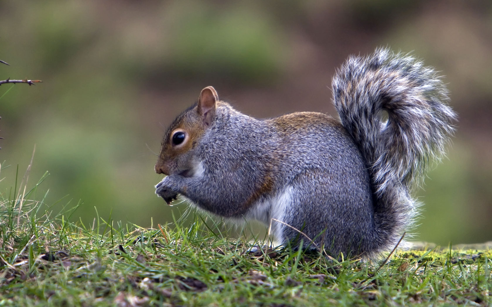 grey-squirrel-wallpaper-2