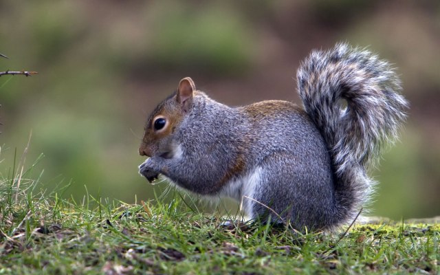 grey-squirrel-wallpaper-2