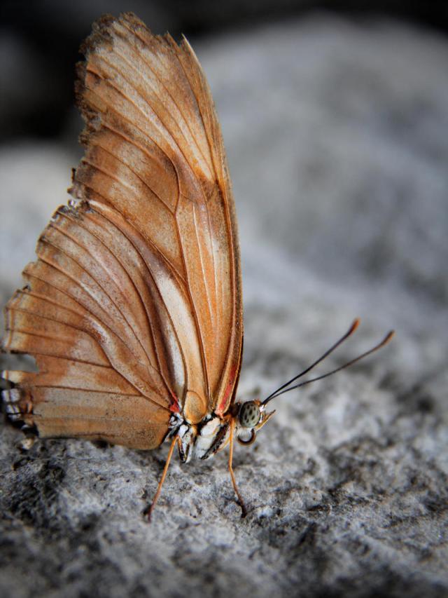 julia_butterfly__dryas_iulia__butterfly_by_kmourzenko_d89t50w-fullview