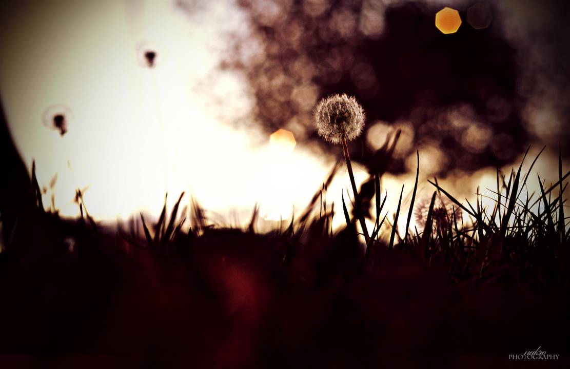 autumn_by_nakrocp_d338zao-pre